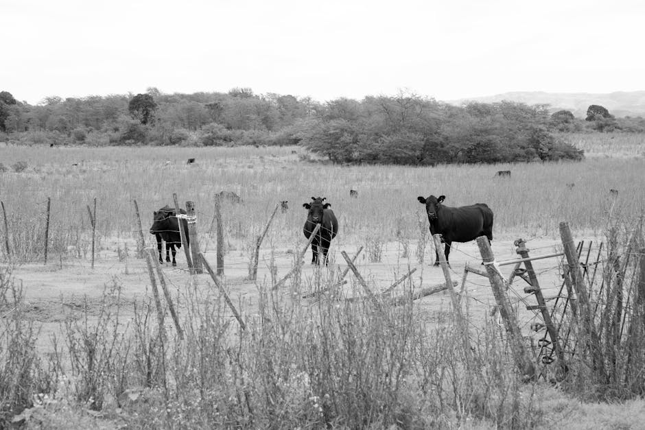 Conservatory Roofs grants in Whitefield
