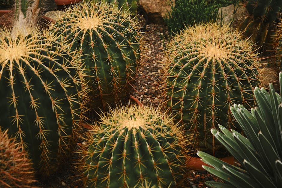 Conservatory Roofs grants in Sheffield