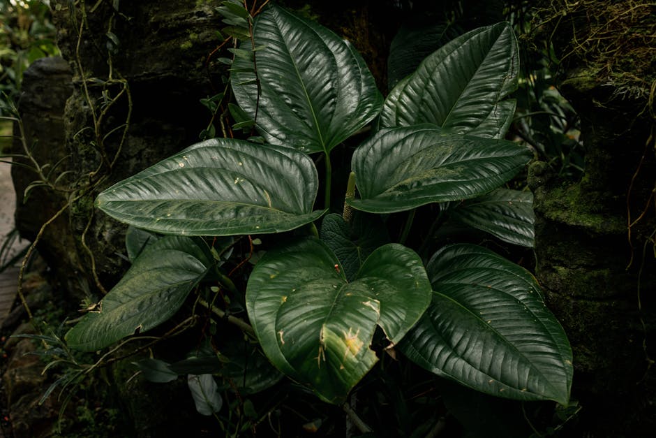 Conservatory Roofs grants in Birkenhead