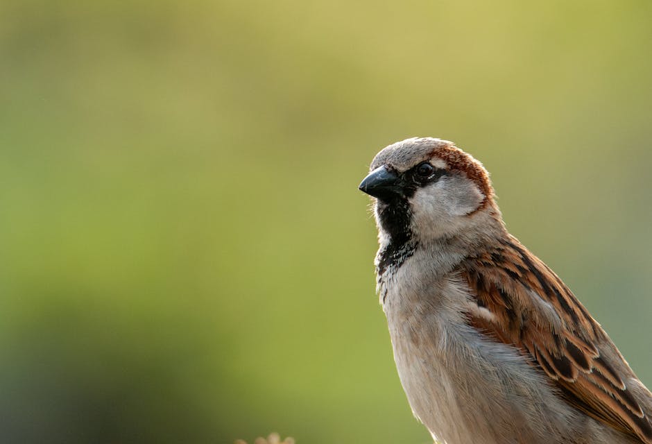 Conservatory Roofs installer in Adlington