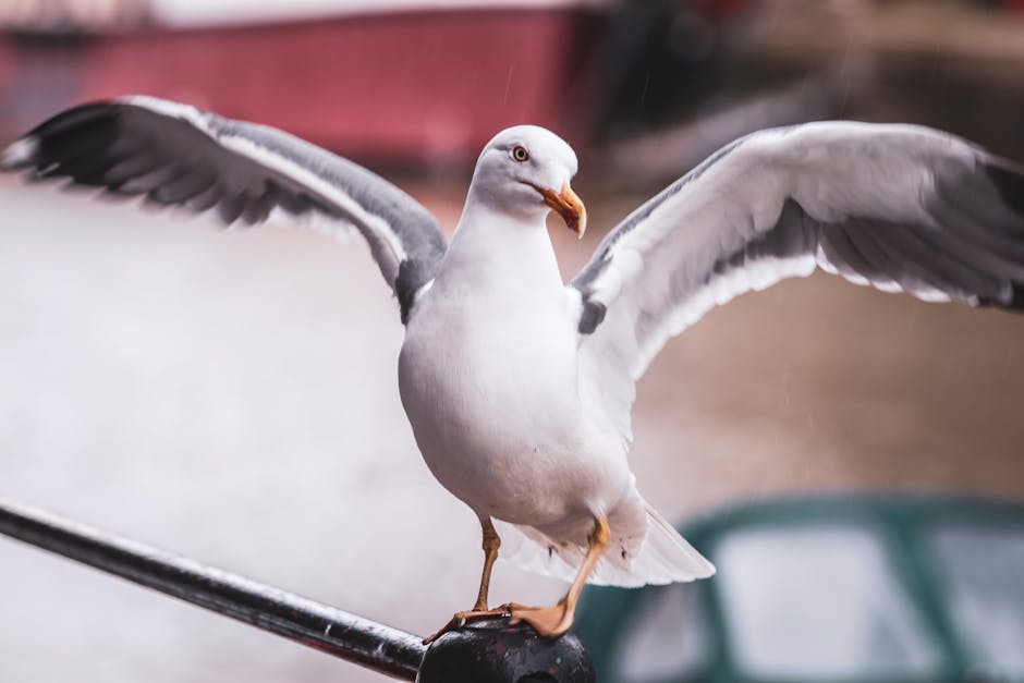 Conservatory Roofs grants in Bowdon