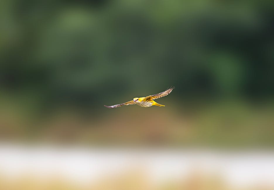 Conservatory Roofs installer in Great Harwood