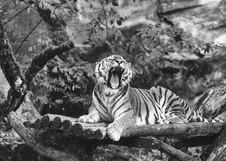 Conservatory Roofs grants in Haydock