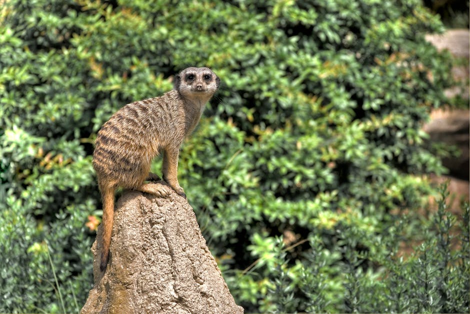 Conservatory Roofs grants in Heaton Chapel