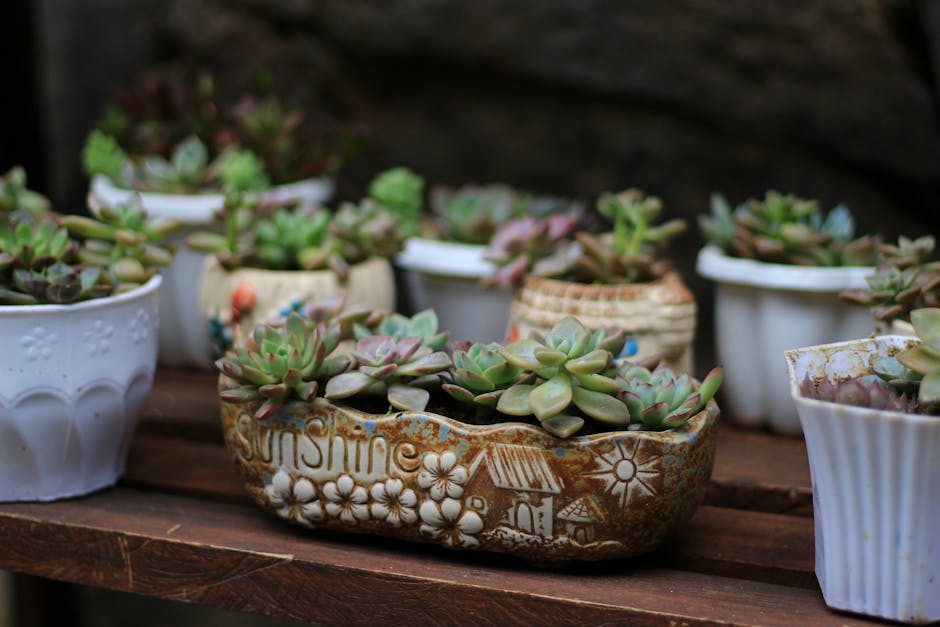 Conservatory Roofs grants in Horwich