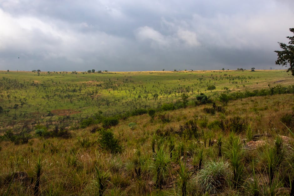 Conservatory Roofs grants in Litherland