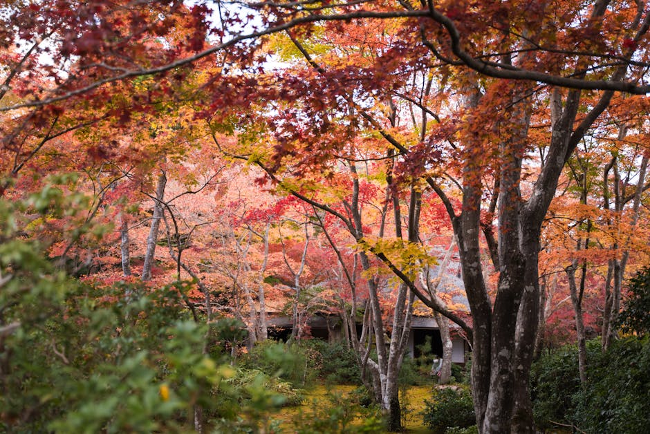 Conservatory Roofs grants in Rishton